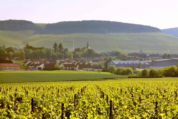 An ode to Chardonnay, from South of France to Chablis Perjantai 24.10. klo 19–20